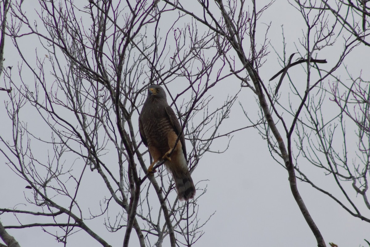 Roadside Hawk (Northern) - Juan Arrieta