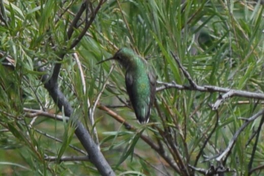 Broad-tailed Hummingbird - ML608812468