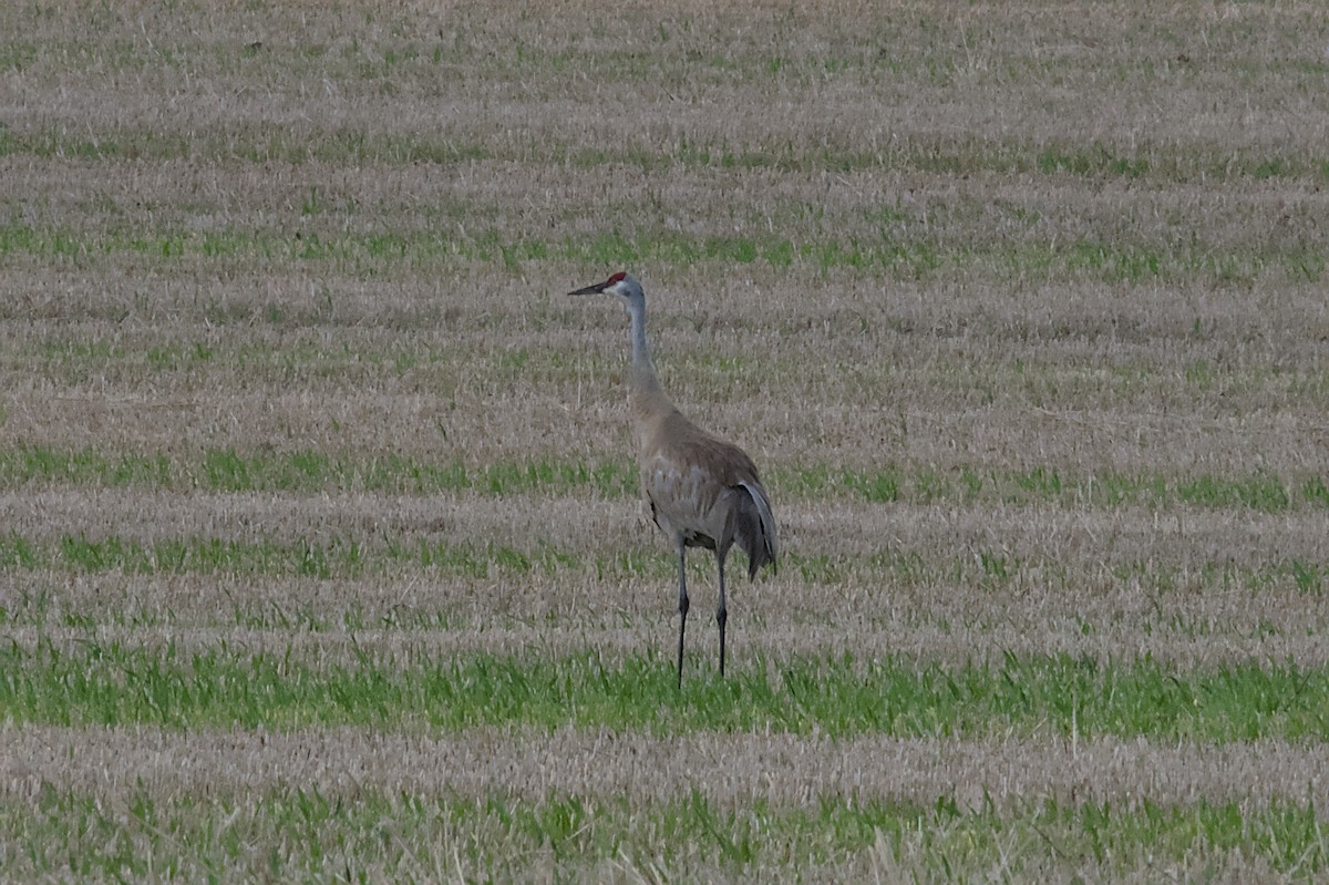 Sandhill Crane - ML608812483