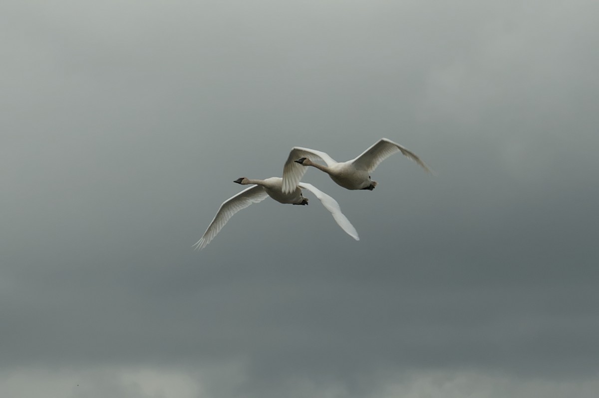 Trumpeter Swan - ML608812495