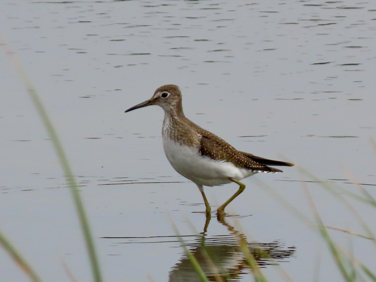 Solitary Sandpiper - David Blue