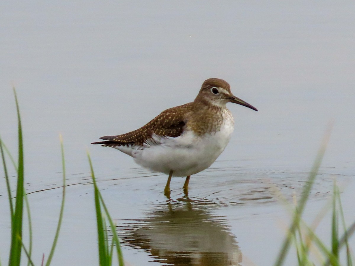 Solitary Sandpiper - ML608812706