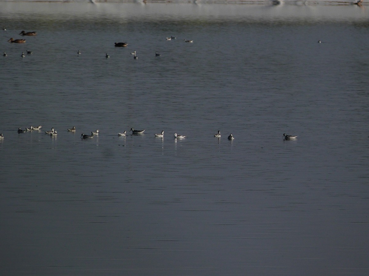 phalarope sp. - ML608812716