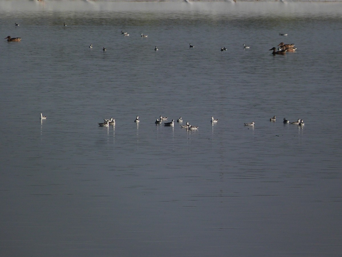 phalarope sp. - ML608812717