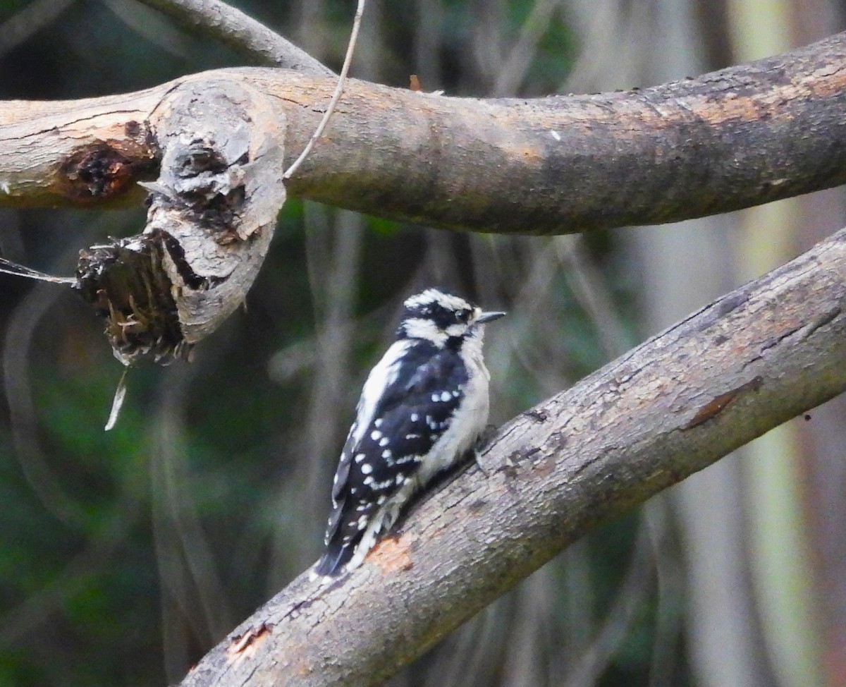 Downy Woodpecker - ML608812824