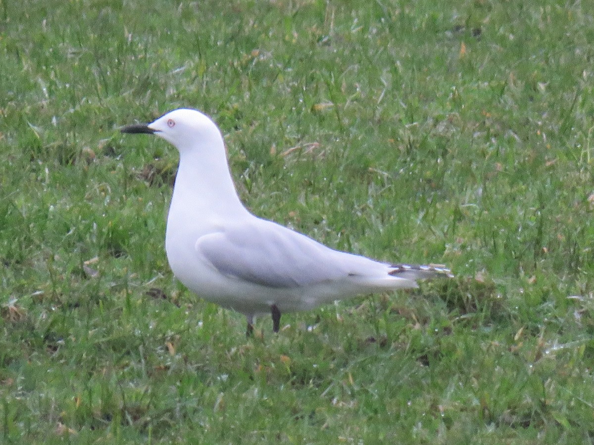 Black-billed Gull - ML608812825