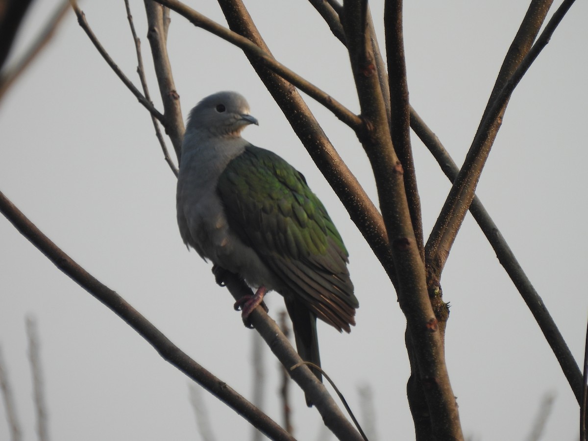 Green Imperial-Pigeon - ML608812940