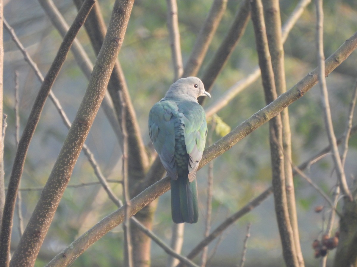 Green Imperial-Pigeon - ML608812942