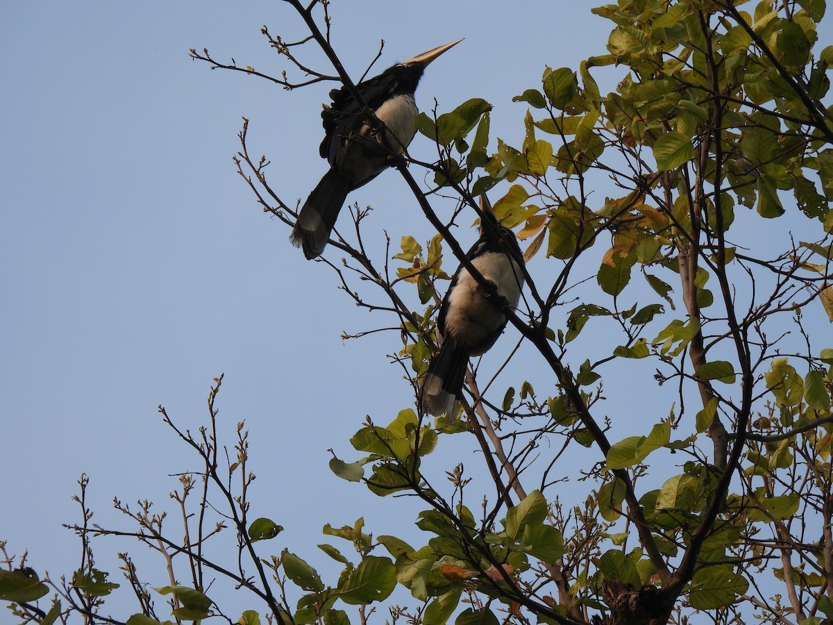 Oriental Pied-Hornbill - Nachiket Kelkar