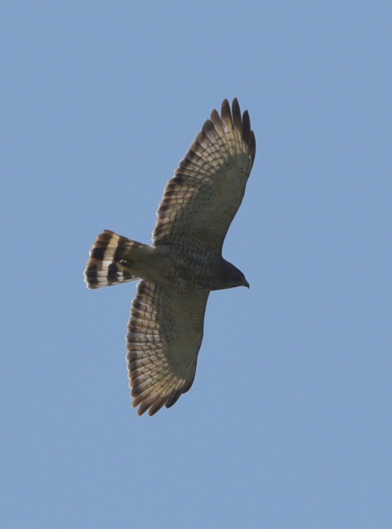 Broad-winged Hawk - ML608812976