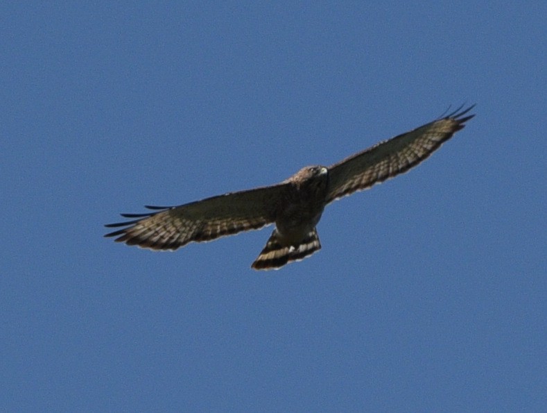 Broad-winged Hawk - ML608812978