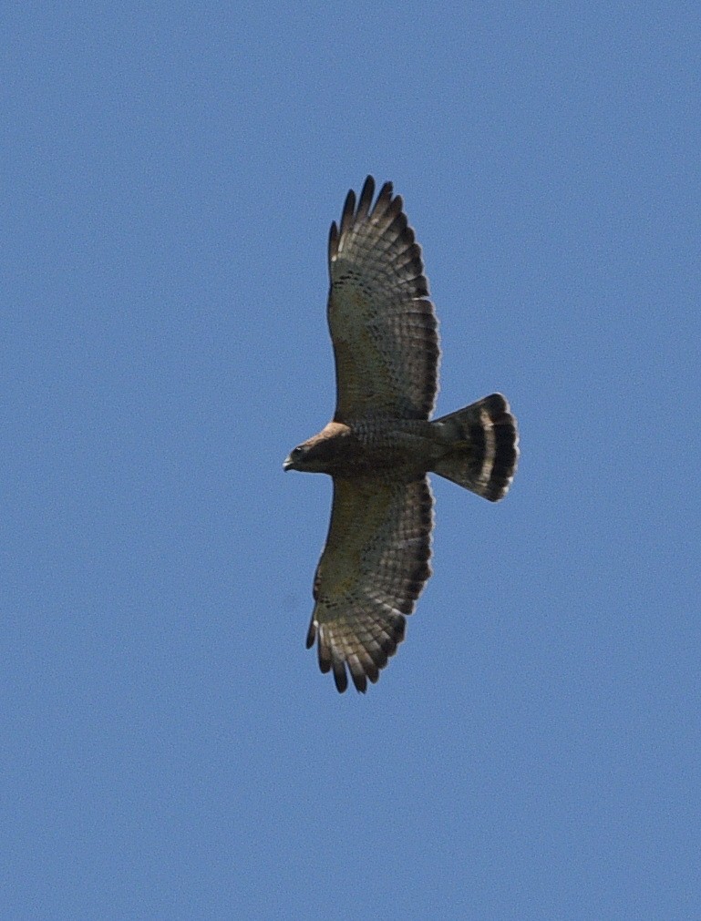 Broad-winged Hawk - ML608812979