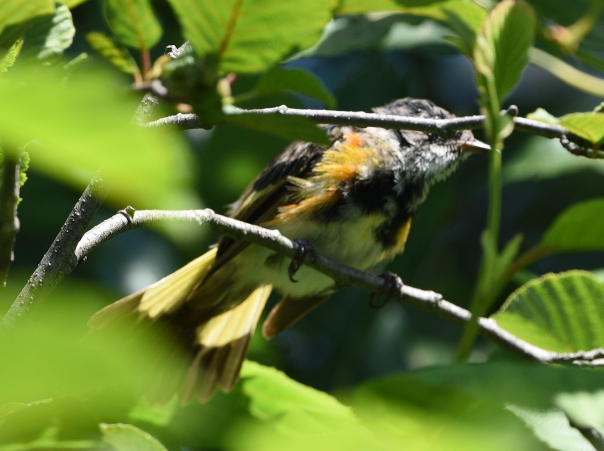 American Redstart - Wendy Hill