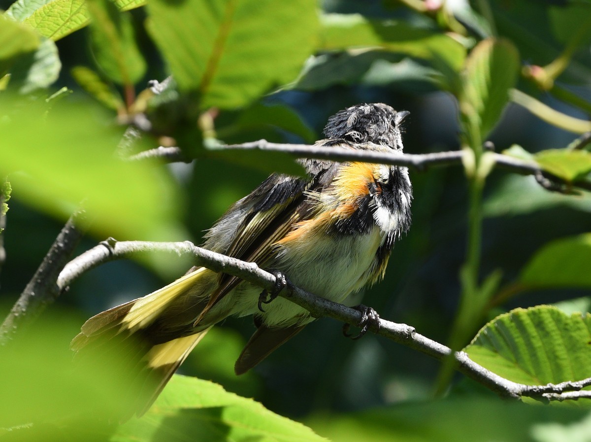 American Redstart - Wendy Hill