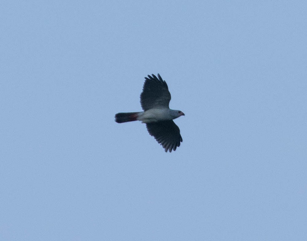 Gray-headed Goshawk - ML608813062