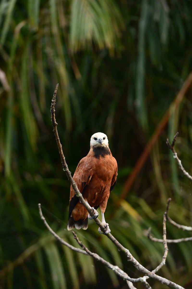 Black-collared Hawk - ML608813078