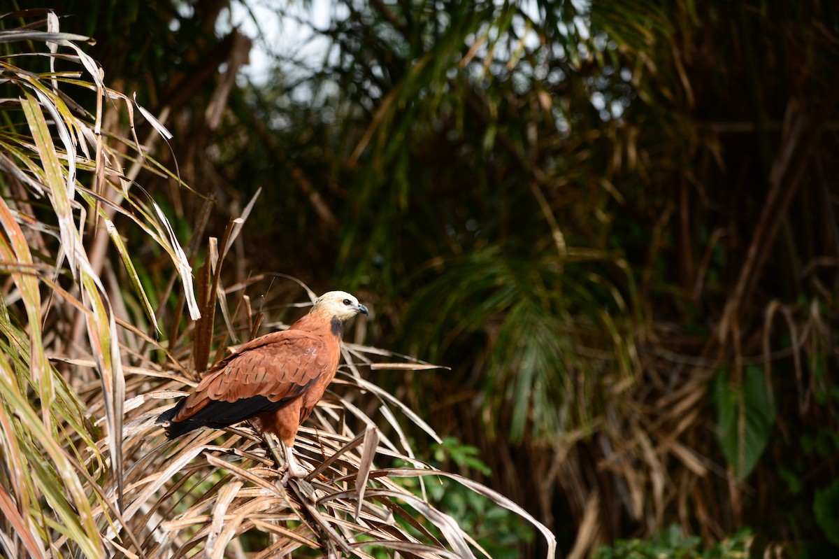 Black-collared Hawk - ML608813080