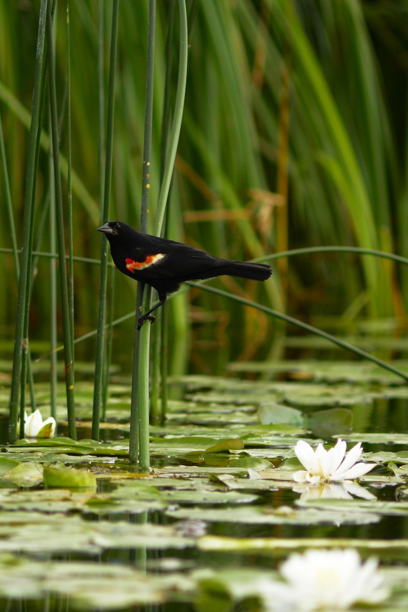 Red-winged Blackbird - Steve Kinsley