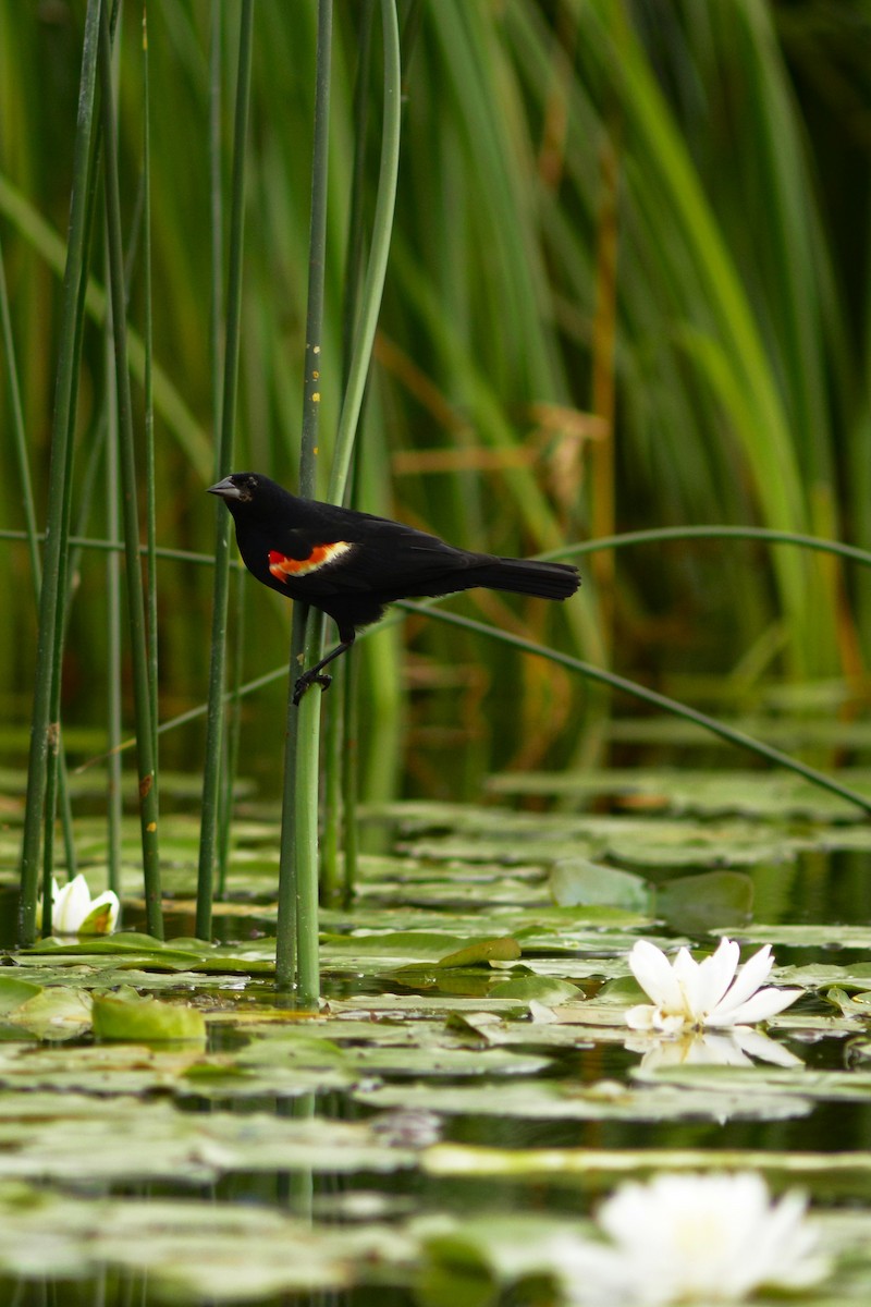 Red-winged Blackbird - ML608813085