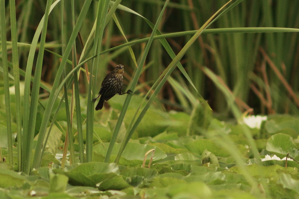 Red-winged Blackbird - ML608813086