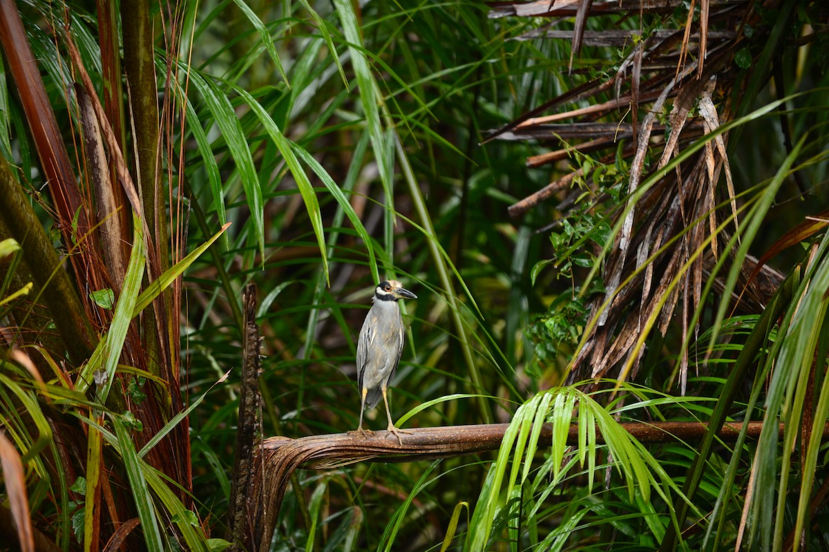 Yellow-crowned Night Heron - ML608813144