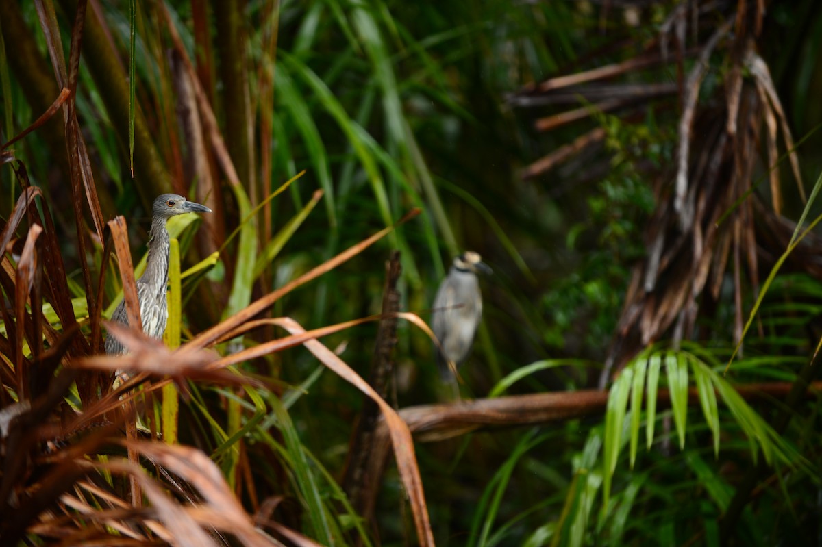 Yellow-crowned Night Heron - ML608813145