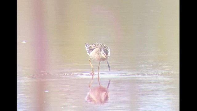 Short-billed Dowitcher - ML608813150