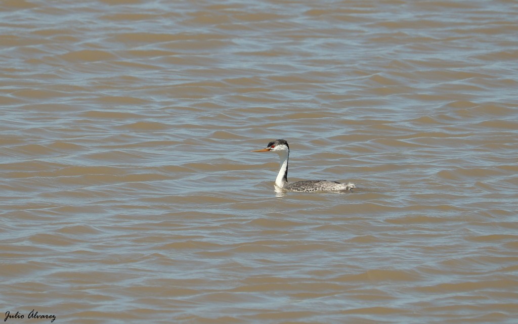 Clark's Grebe - ML608813165