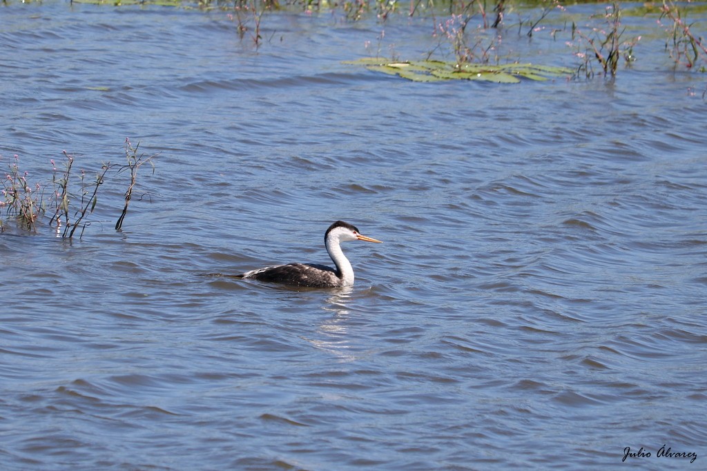 Clark's Grebe - ML608813167