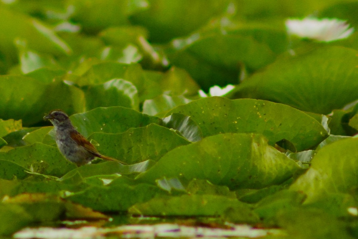 Swamp Sparrow - ML608813289