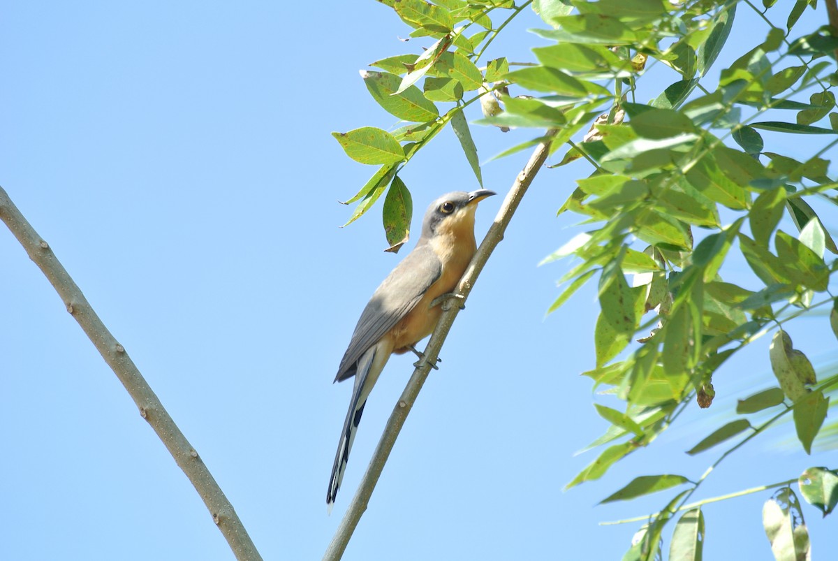 Mangrove Cuckoo - Anthony Newcomer