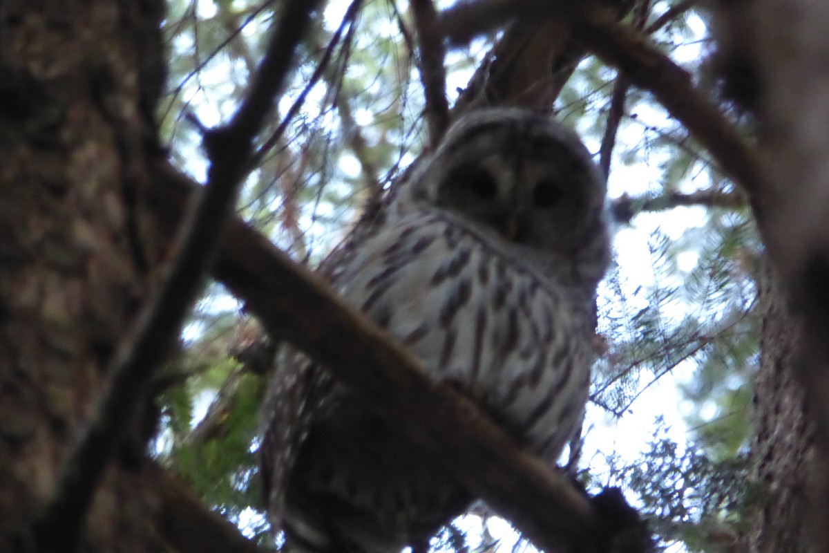 Barred Owl - ML608813423
