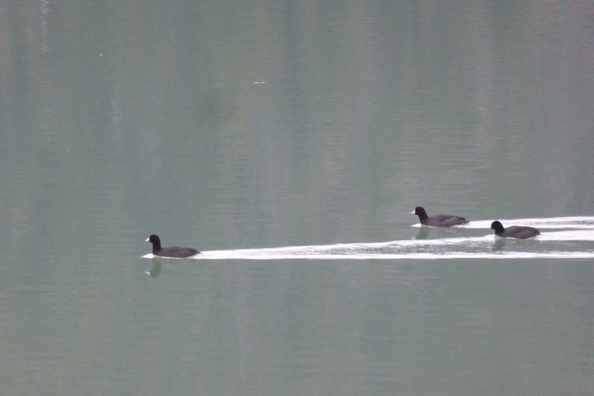 American Coot - ML608813446