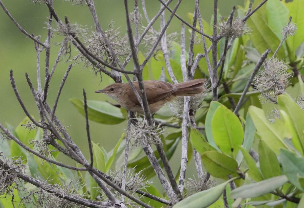 Lesser Swamp Warbler - ML608813464