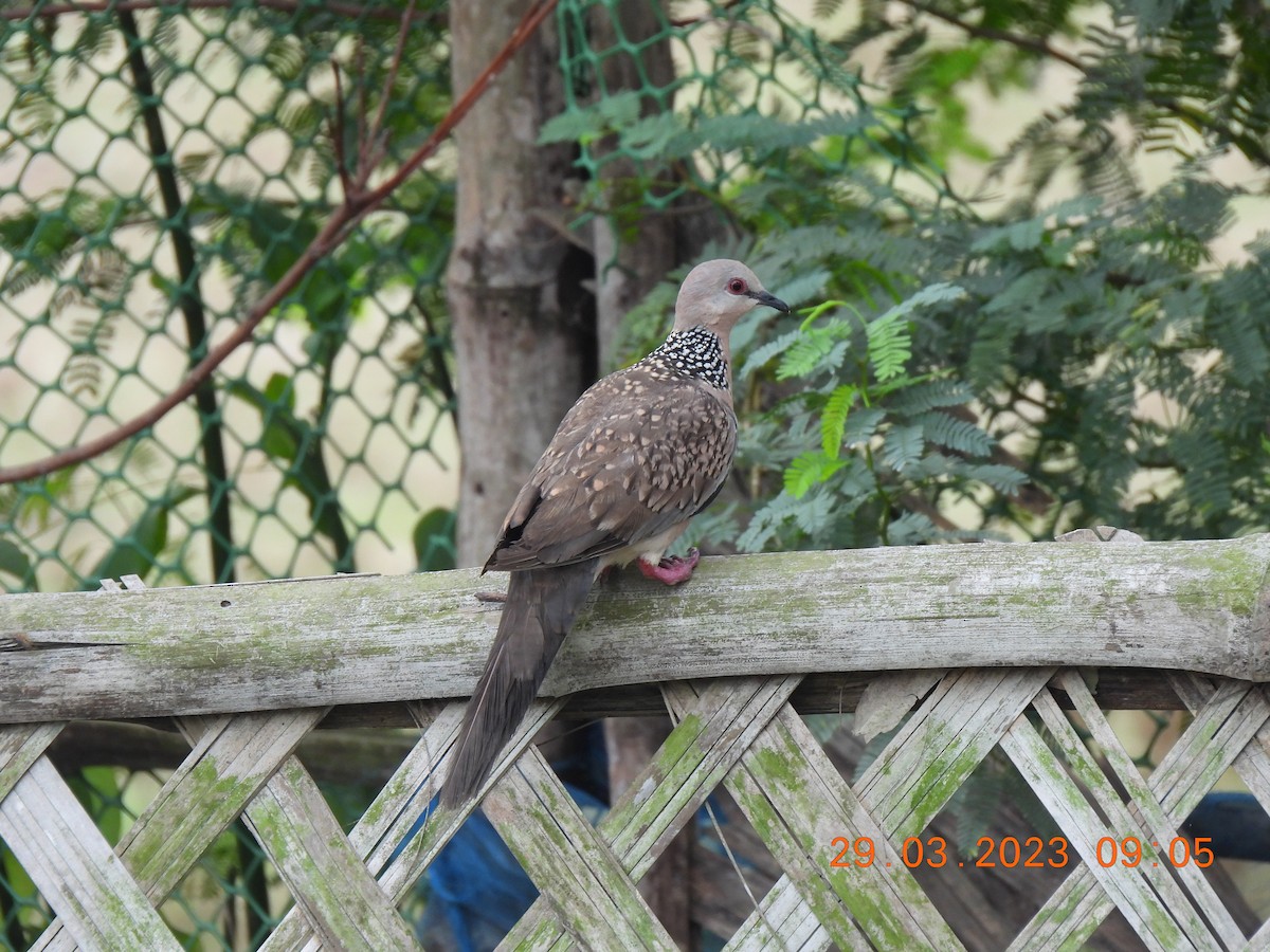 Spotted Dove - Nachiket Kelkar