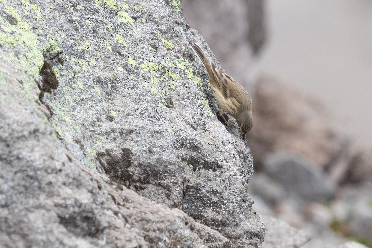 American Pipit - ML608813521