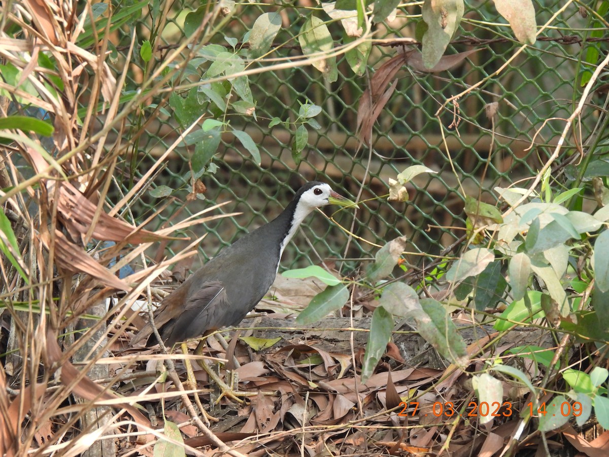 White-breasted Waterhen - ML608813544