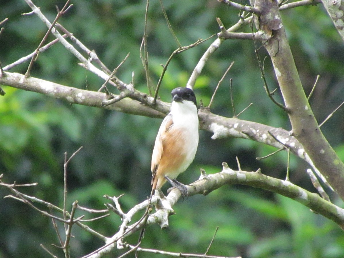 Long-tailed Shrike - ML608813637