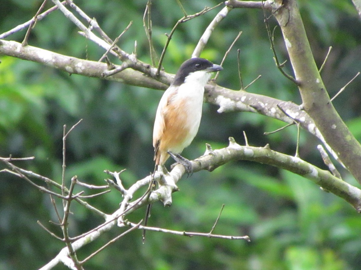 Long-tailed Shrike - ML608813640