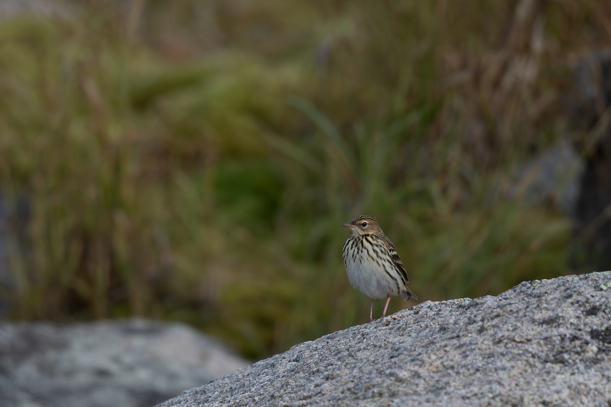 Pechora Pipit - Steve Heinl