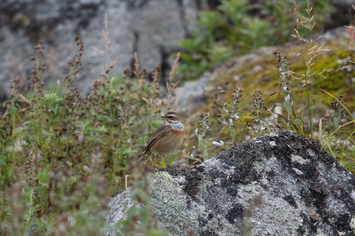 Bluethroat - Steve Heinl