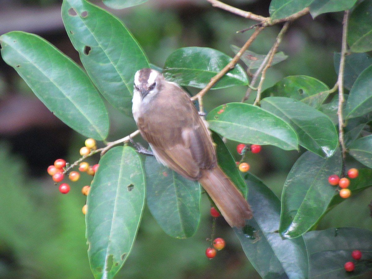 Yellow-vented Bulbul - ML608813662