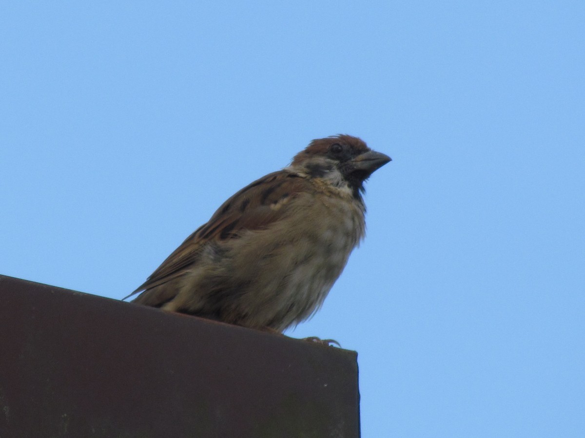 Eurasian Tree Sparrow - ML608813675