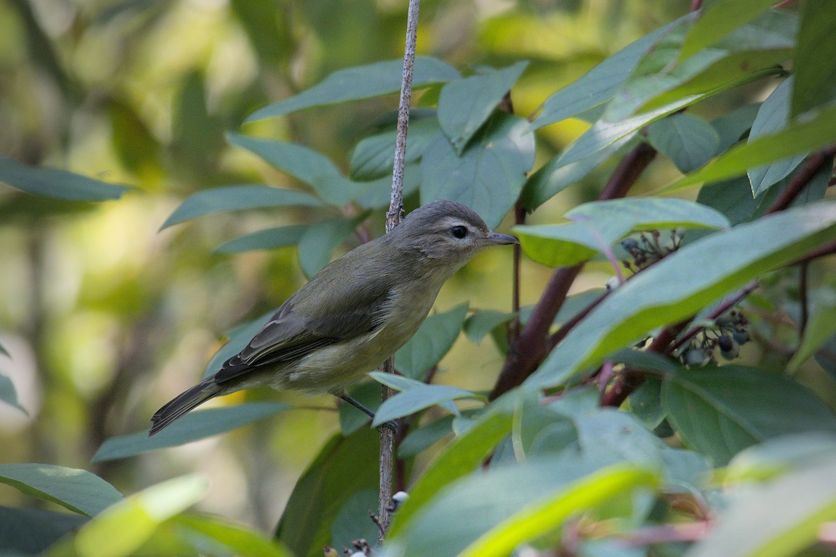 Warbling Vireo - ML608813704