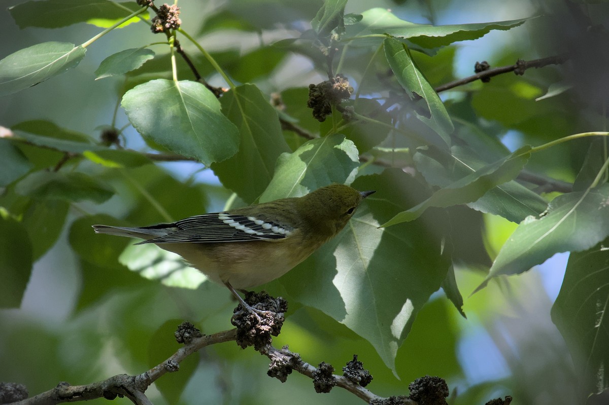 Bay-breasted Warbler - ML608813707