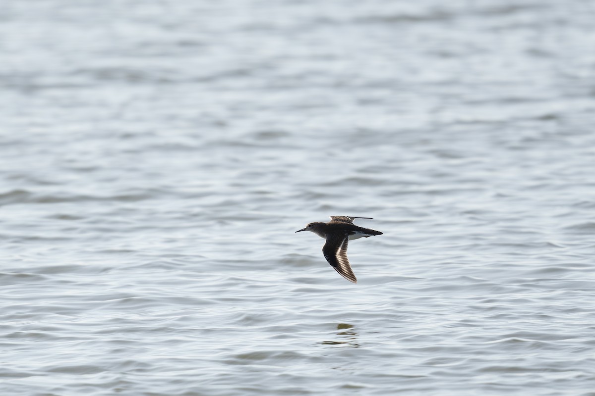 Хайргын хөгчүү - ML608813774