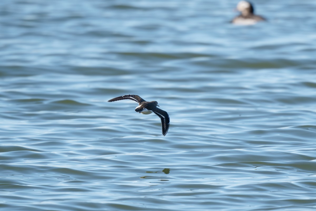 Хайргын хөгчүү - ML608813775