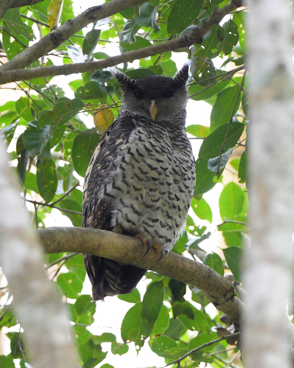 Spot-bellied Eagle-Owl - ML608813880
