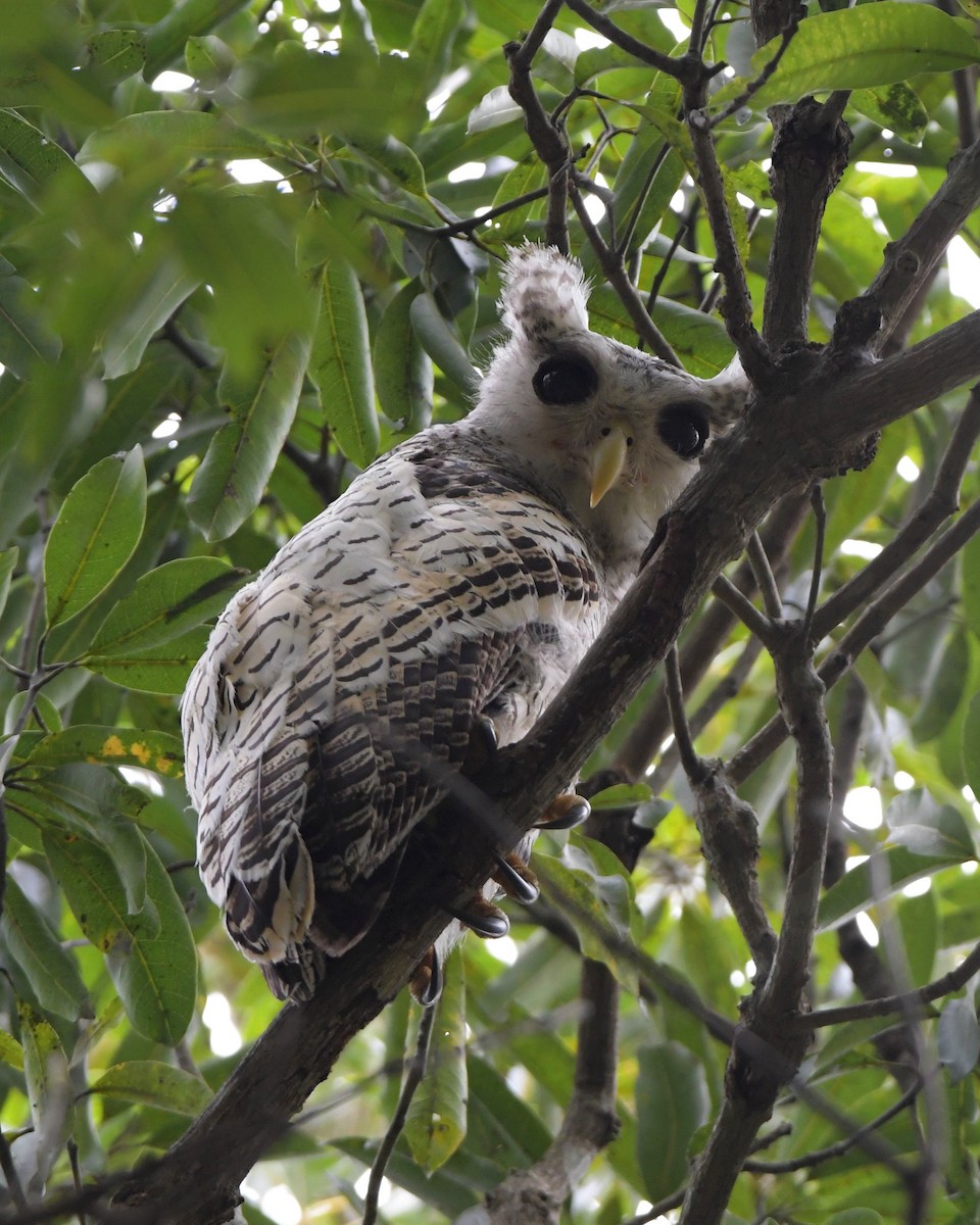 Spot-bellied Eagle-Owl - ML608813881