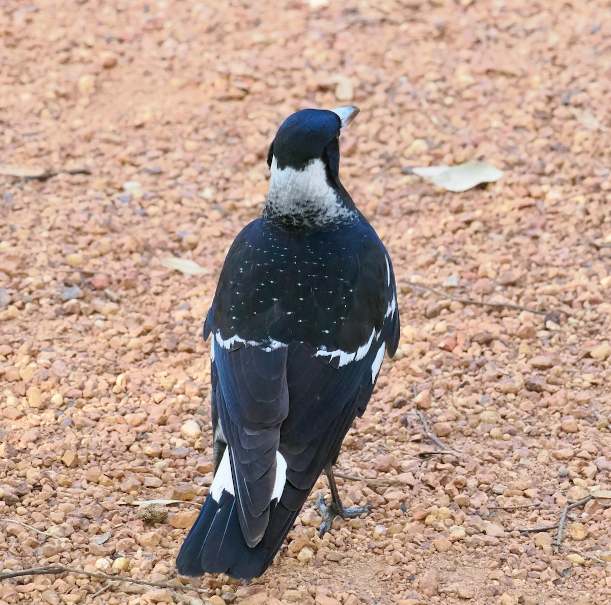 Australian Magpie (Western) - Ken Glasson